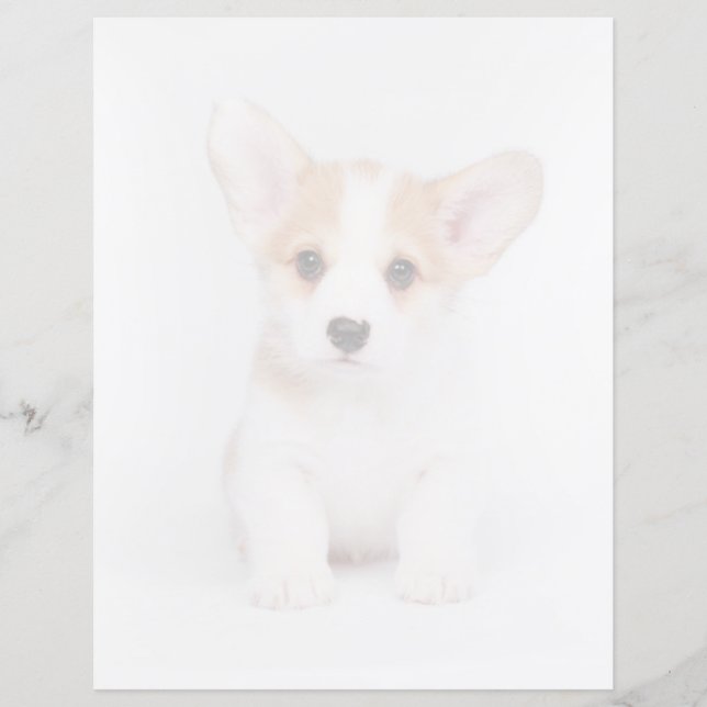 Kutest Baby Animals | White Corgi Puppy (Voorkant)
