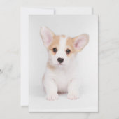 Kutest Baby Animals | White Corgi Puppy Bedankkaart (Voorkant)
