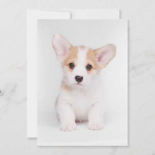 Kutest Baby Animals | White Corgi Puppy Bedankkaart (Voorkant)