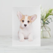 Kutest Baby Animals | White Corgi Puppy Bedankkaart (Staand voorkant)