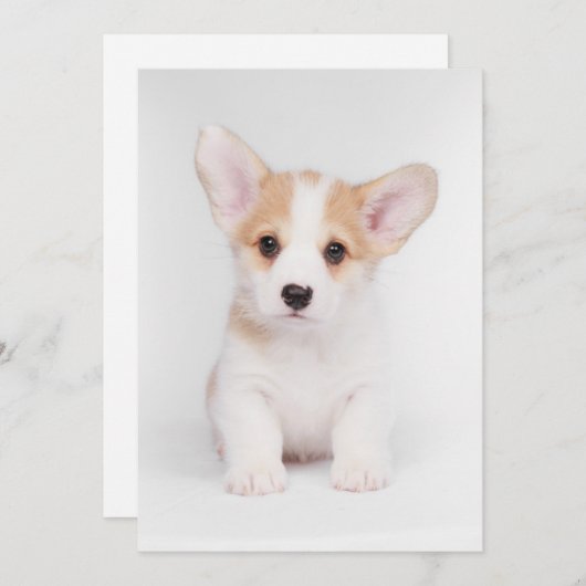 Kutest Baby Animals | White Corgi Puppy Bedankkaart (Voorkant / Achterkant)