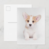 Kutest Baby Animals | White Corgi Puppy Briefkaart (Voorkant / Achterkant)