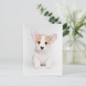Kutest Baby Animals | White Corgi Puppy Briefkaart (Staand voorkant)