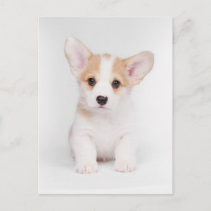 Kutest Baby Animals   White Corgi Puppy Briefkaart