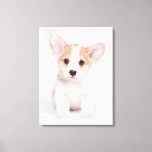 Kutest Baby Animals | White Corgi Puppy Canvas Afdruk (Voorkant)