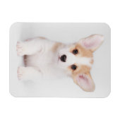 Kutest Baby Animals | White Corgi Puppy Magneet (Horizontaal)