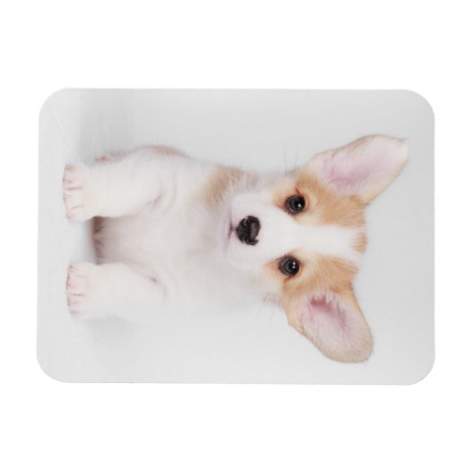 Kutest Baby Animals | White Corgi Puppy Magneet (Horizontaal)