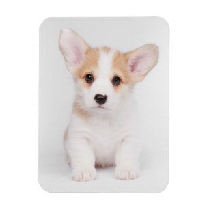 Kutest Baby Animals   White Corgi Puppy Magneet