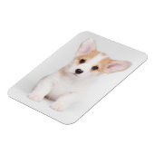 Kutest Baby Animals | White Corgi Puppy Magneet (Linkerzijde)