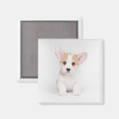 Kutest Baby Animals | White Corgi Puppy Magneet (Voorkant / Achterkant)