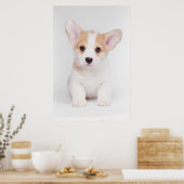 Kutest Baby Animals | White Corgi Puppy Poster (Keuken)