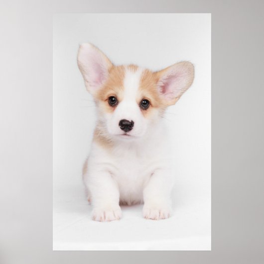 Kutest Baby Animals | White Corgi Puppy Poster (Voorkant)