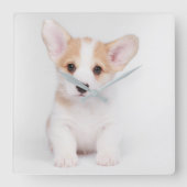 Kutest Baby Animals | White Corgi Puppy Vierkante Klok (Voorkant)