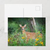 Kutest Baby Animals | White Tailed Deer in Daisies Briefkaart (Voorkant / Achterkant)