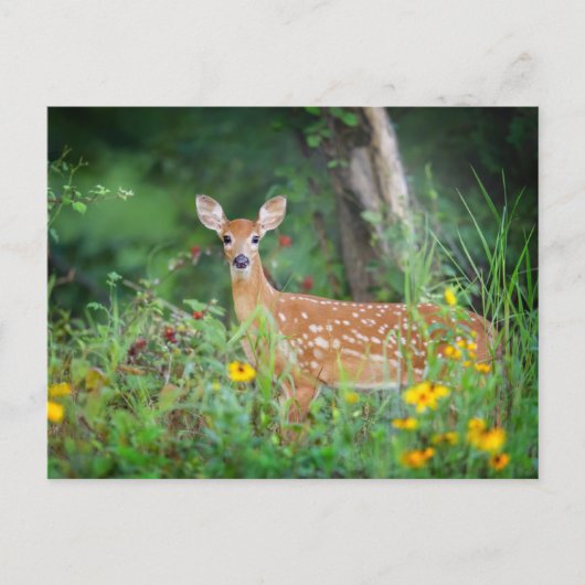 Kutest Baby Animals | White Tailed Deer in Daisies Briefkaart (Voorkant)