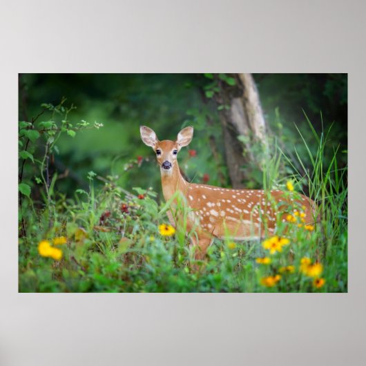 Kutest Baby Animals | White Tailed Deer in Daisies Poster (Voorkant)