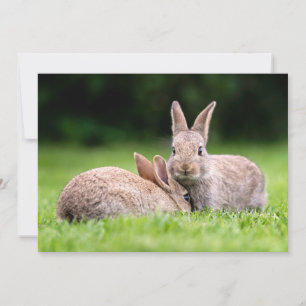 Kutest Baby Animals Wild Bunny Rabbits Bedankkaart