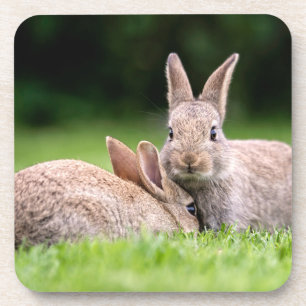 Kutest Baby Animals Wild Bunny Rabbits Bier Onderzetter