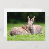 Kutest Baby Animals | Wild Bunny Rabbits Briefkaart (Voorkant / Achterkant)