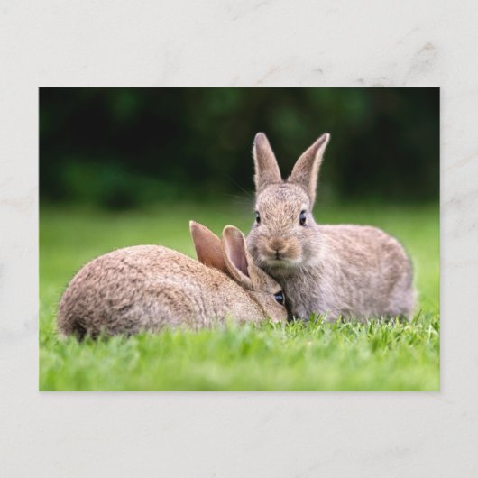 Kutest Baby Animals | Wild Bunny Rabbits Briefkaart (Voorkant)