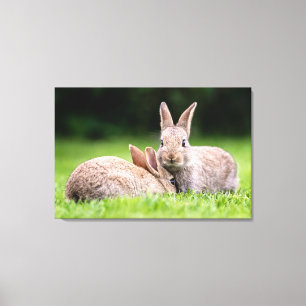 Kutest Baby Animals   Wild Bunny Rabbits Canvas Afdruk