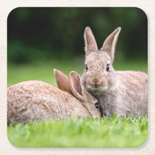 Kutest Baby Animals   Wild Bunny Rabbits Kartonnen Onderzetters
