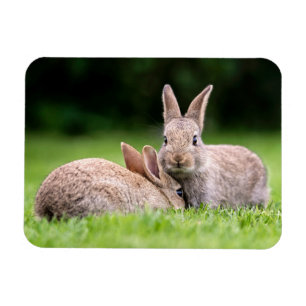 Kutest Baby Animals   Wild Bunny Rabbits Magneet