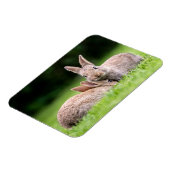 Kutest Baby Animals | Wild Bunny Rabbits Magneet (Linkerzijde)