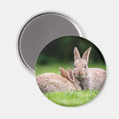 Kutest Baby Animals | Wild Bunny Rabbits Magneet (Voorkant / Achterkant)