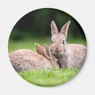 Kutest Baby Animals Wild Bunny Rabbits Magneet