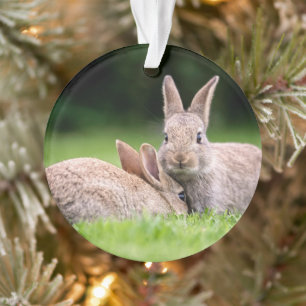 Kutest Baby Animals   Wild Bunny Rabbits Ornament