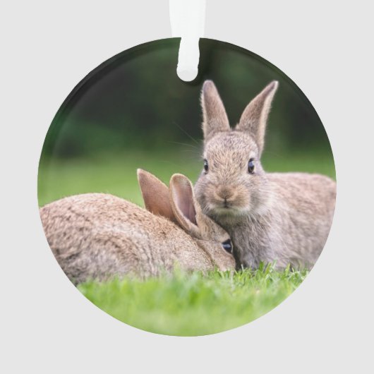 Kutest Baby Animals | Wild Bunny Rabbits Ornament (achterkant)