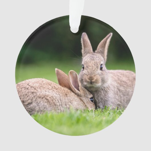 Kutest Baby Animals | Wild Bunny Rabbits Ornament (voorkant)