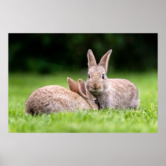 Kutest Baby Animals | Wild Bunny Rabbits Poster (Voorkant)