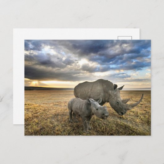 Kutest Baby Animals | Witte Rijn en Calf Briefkaart (Voorkant / Achterkant)