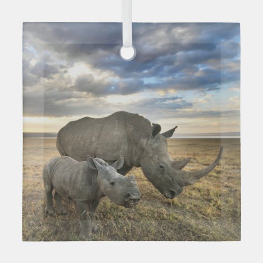Kutest Baby Animals | Witte Rijn en Calf Glas Ornament (Voorkant)