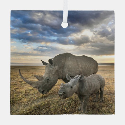 Kutest Baby Animals | Witte Rijn en Calf Glas Ornament (Achterkant)