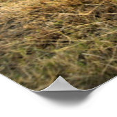 Kutest Baby Animals | Witte Rijn en Calf Poster (Hoek)