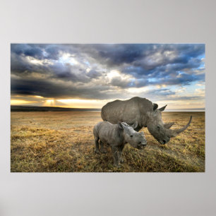 Kutest Baby Animals   Witte Rijn en Calf Poster