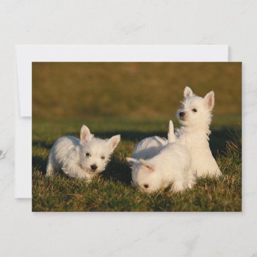 Kutest Baby Animals | Witte Terriers West Highland Bedankkaart (Voorkant)