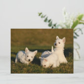 Kutest Baby Animals | Witte Terriers West Highland Bedankkaart (Staand voorkant)