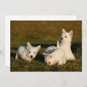 Kutest Baby Animals | Witte Terriers West Highland Bedankkaart (Voorkant / Achterkant)