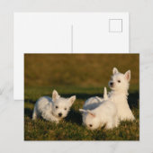 Kutest Baby Animals | Witte Terriers West Highland Briefkaart (Voorkant / Achterkant)
