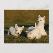 Kutest Baby Animals | Witte Terriers West Highland Briefkaart (Voorkant)