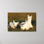 Kutest Baby Animals | Witte Terriers West Highland Canvas Afdruk (Voorkant)