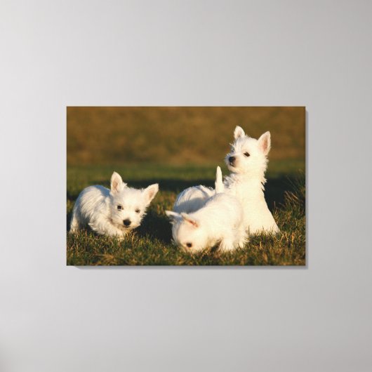Kutest Baby Animals | Witte Terriers West Highland Canvas Afdruk (Voorkant)