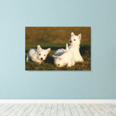 Kutest Baby Animals | Witte Terriers West Highland Canvas Afdruk (Insitu (Houten vloer))
