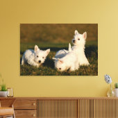 Kutest Baby Animals | Witte Terriers West Highland Canvas Afdruk (Insitu (Woonkamer))