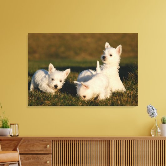 Kutest Baby Animals | Witte Terriers West Highland Canvas Afdruk (Insitu (Woonkamer))