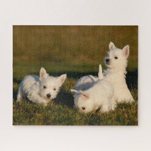 Kutest Baby Animals   Witte Terriers West Highland Legpuzzel